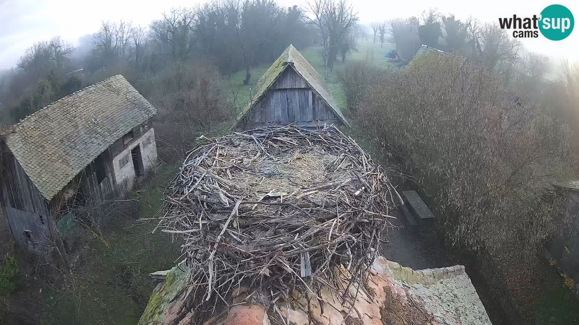 Village européen de cigognes webcam Parc naturel de Lonjsko polje
