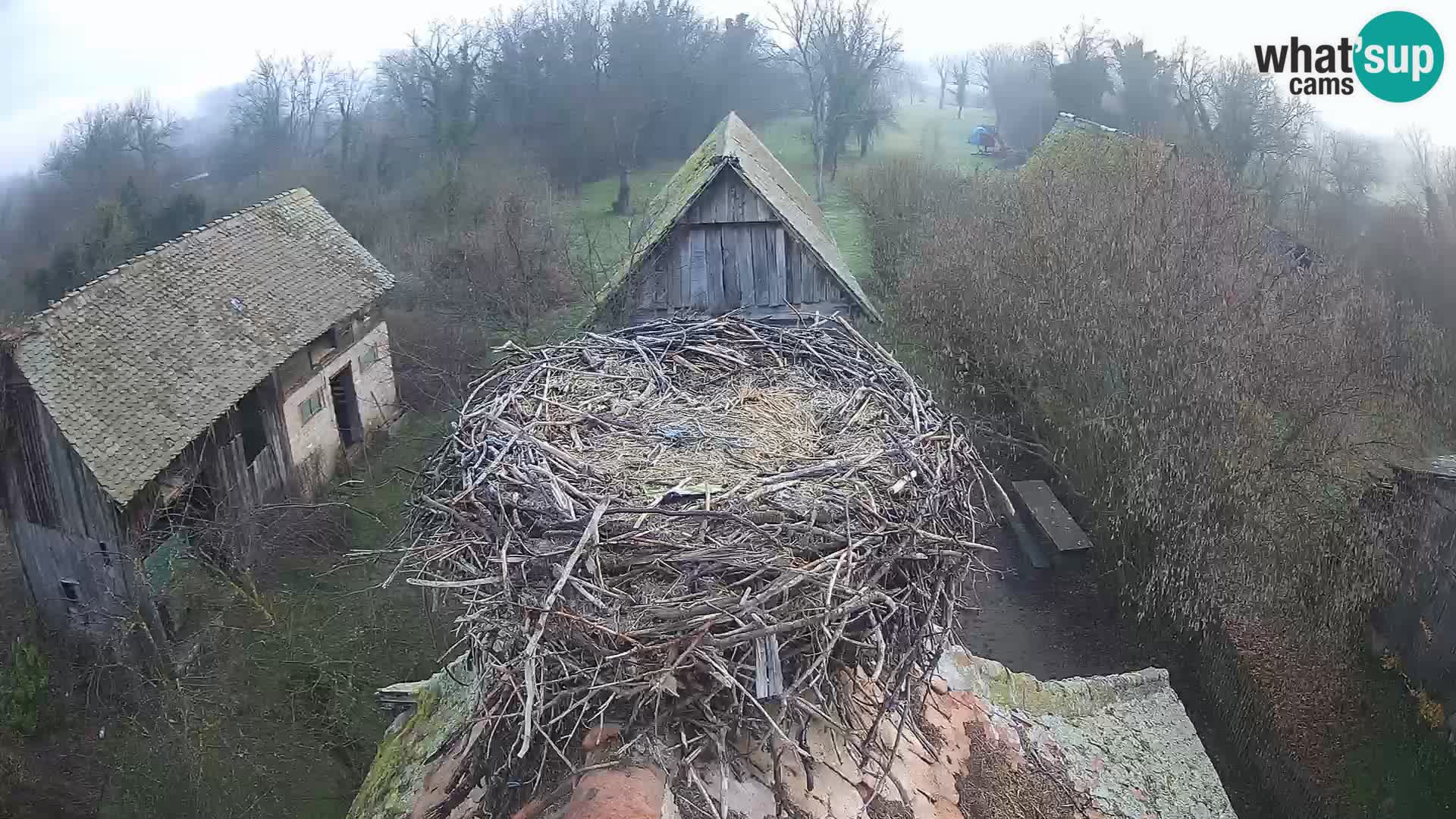 Village européen de cigognes webcam Parc naturel de Lonjsko polje