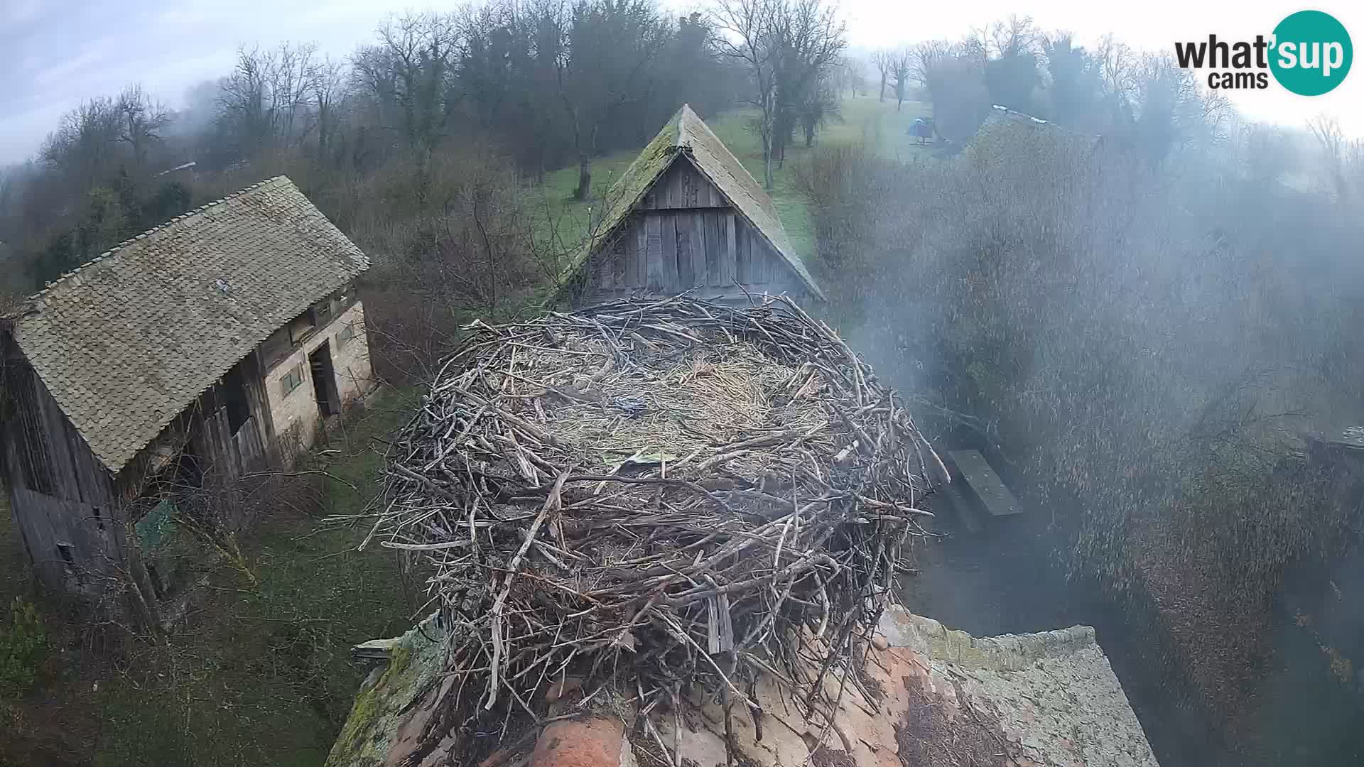 Live webcam European stork village – Lonjsko polje Nature Park