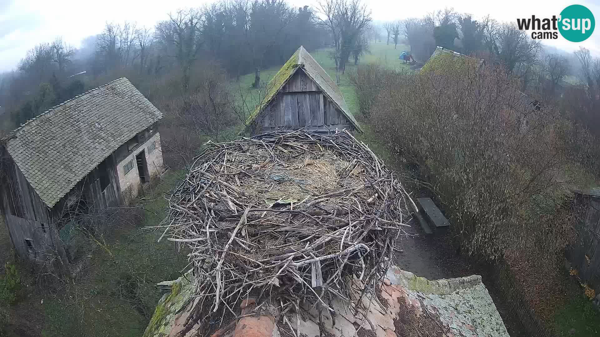 Webcam Europäisches Storchendorf – Naturpark Lonjsko polje