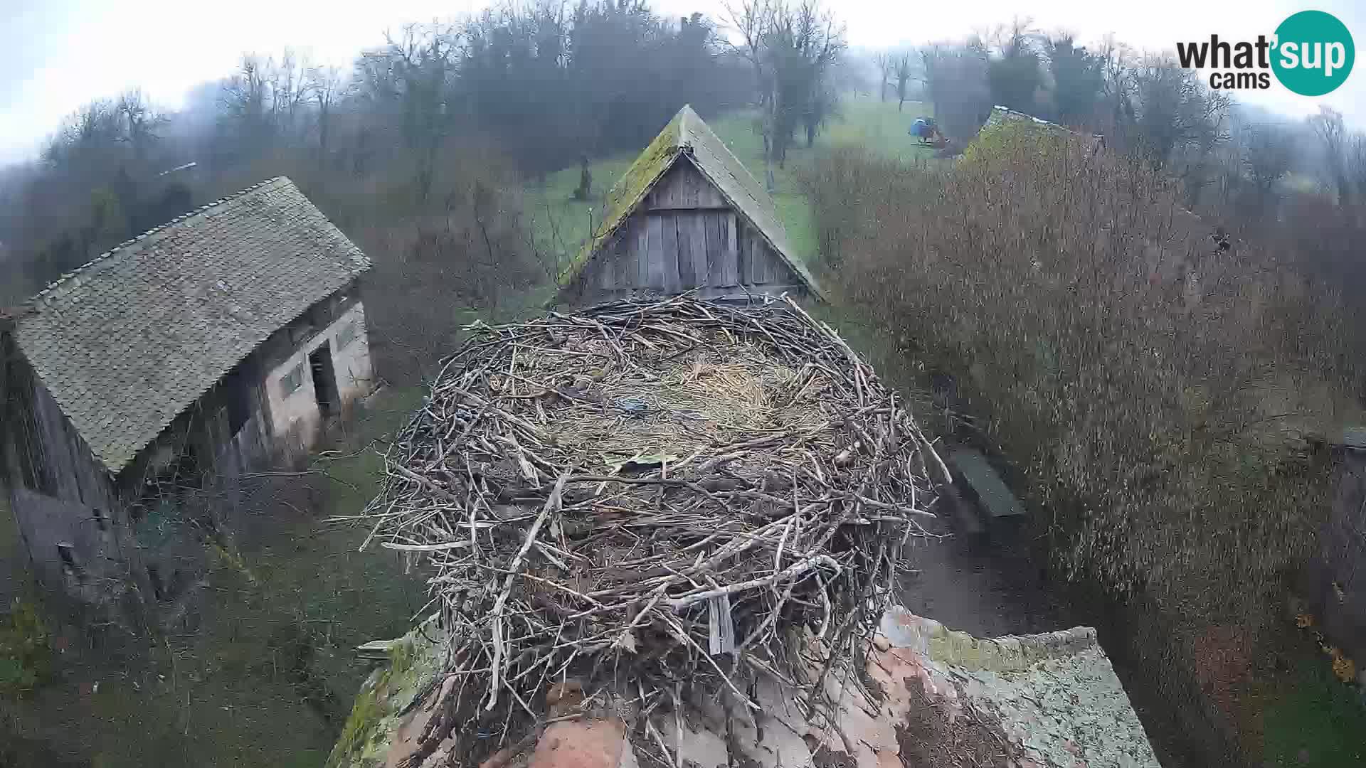 Webcam Europäisches Storchendorf – Naturpark Lonjsko polje