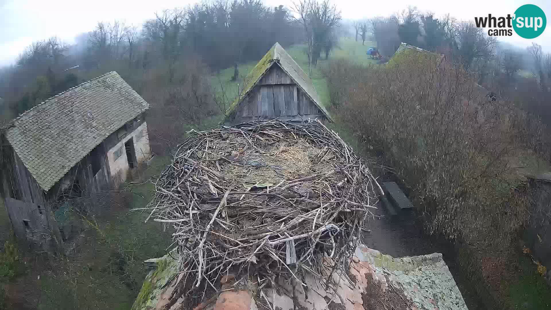 Webcam Europäisches Storchendorf – Naturpark Lonjsko polje