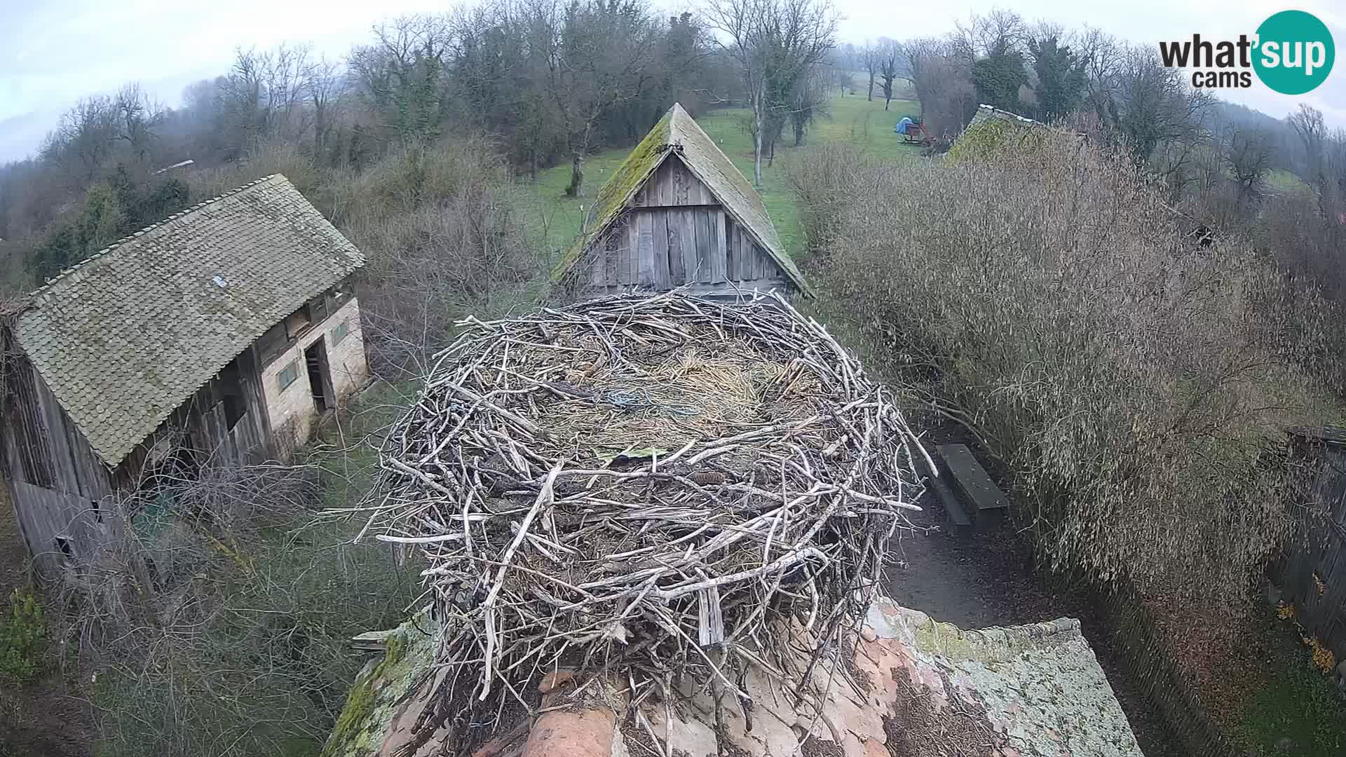 U živo Europsko selo roda – Park prirode Lonjsko polje