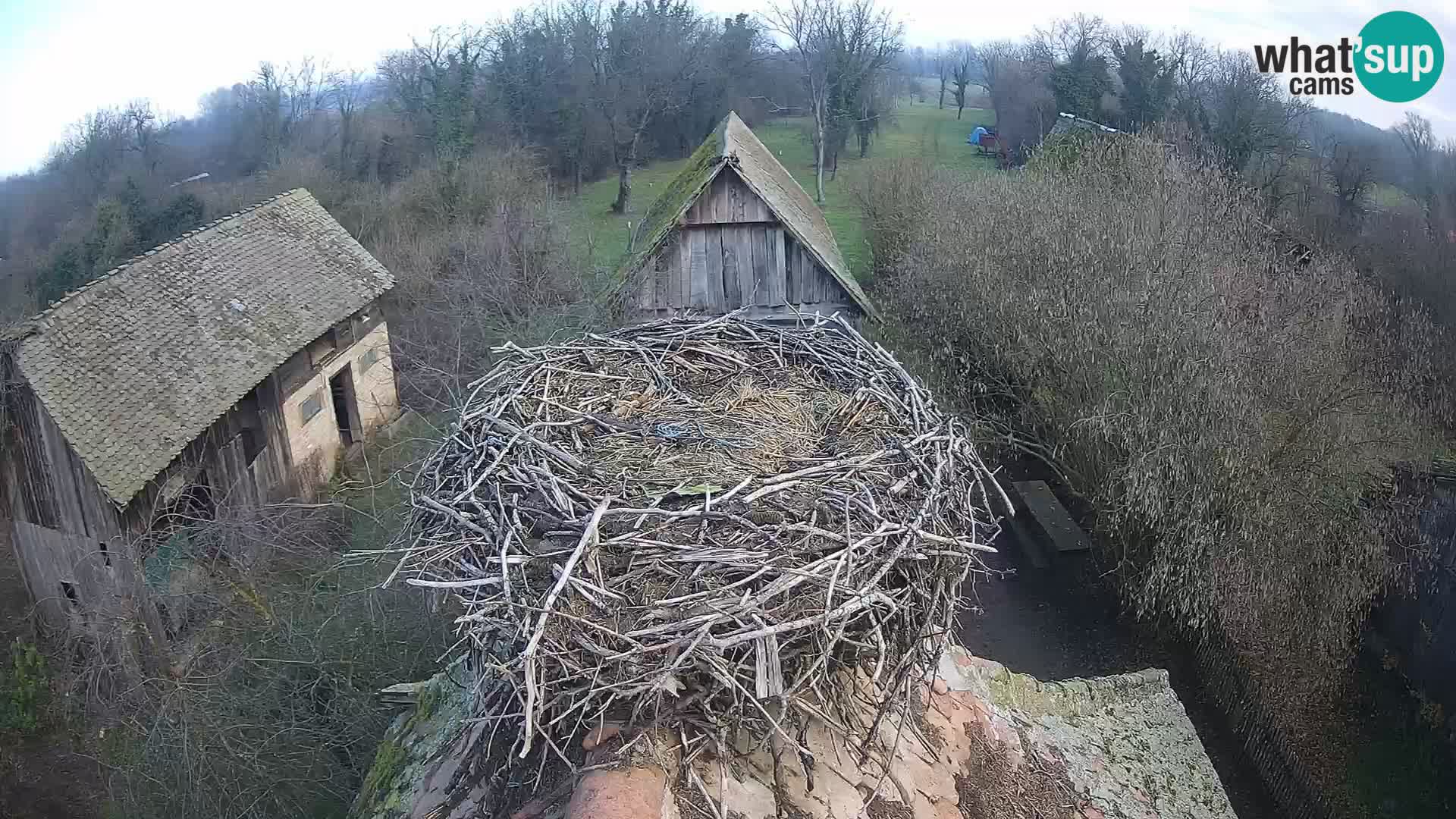 Live webcam European stork village – Lonjsko polje Nature Park