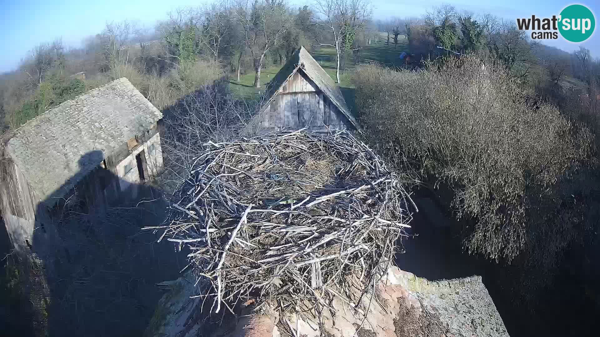 Evropska vas štorklje – Krajinski park Lonjsko polje spletna kamera