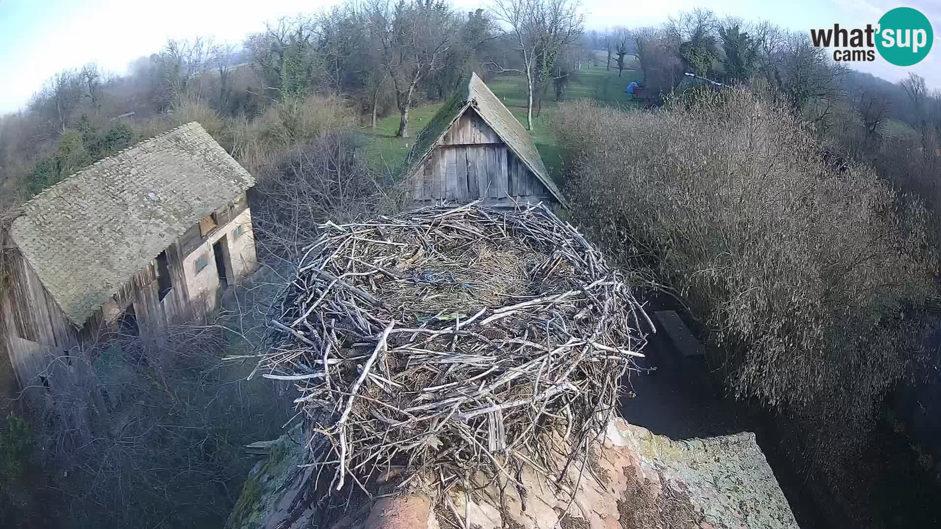 Webcam Europäisches Storchendorf – Naturpark Lonjsko polje