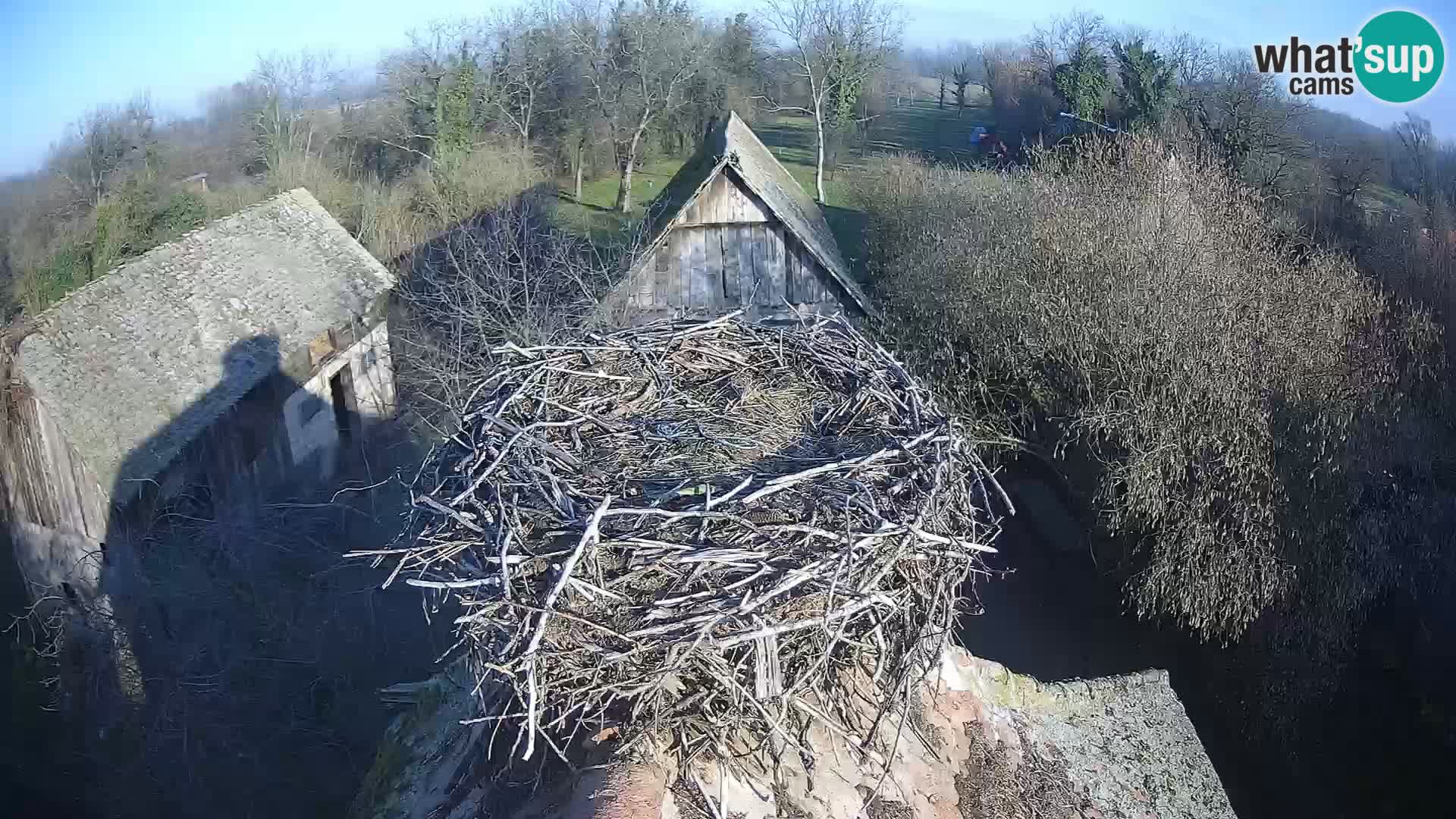 U živo Europsko selo roda – Park prirode Lonjsko polje