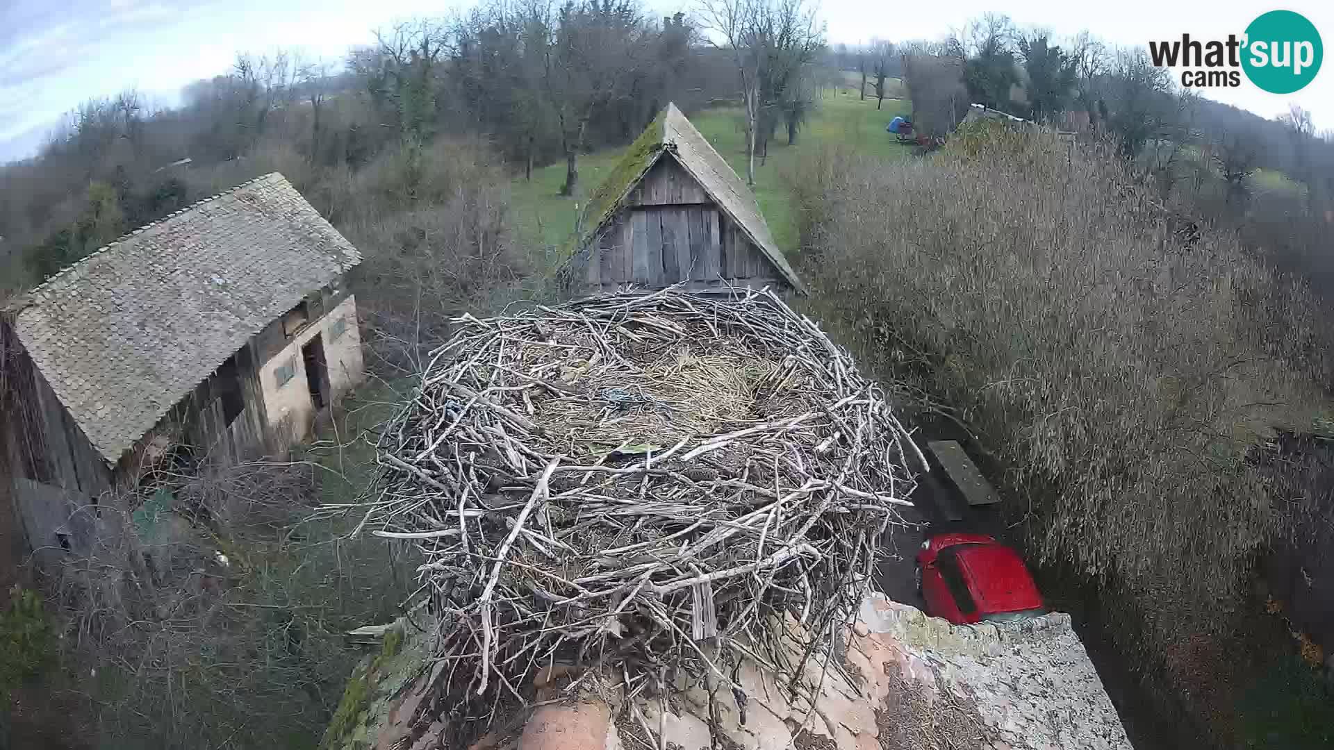 Webcam Europäisches Storchendorf – Naturpark Lonjsko polje