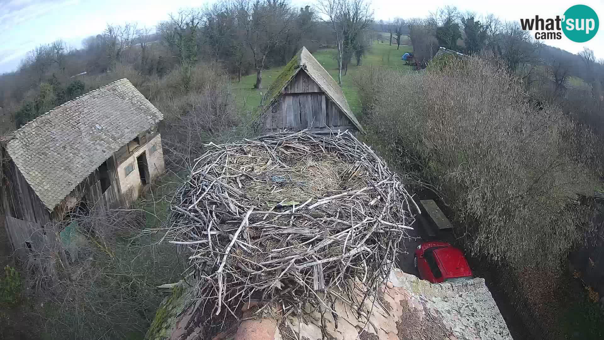 Pueblo europeo de cigüeñas camera en vivo Parque Natural Lonjsko polje