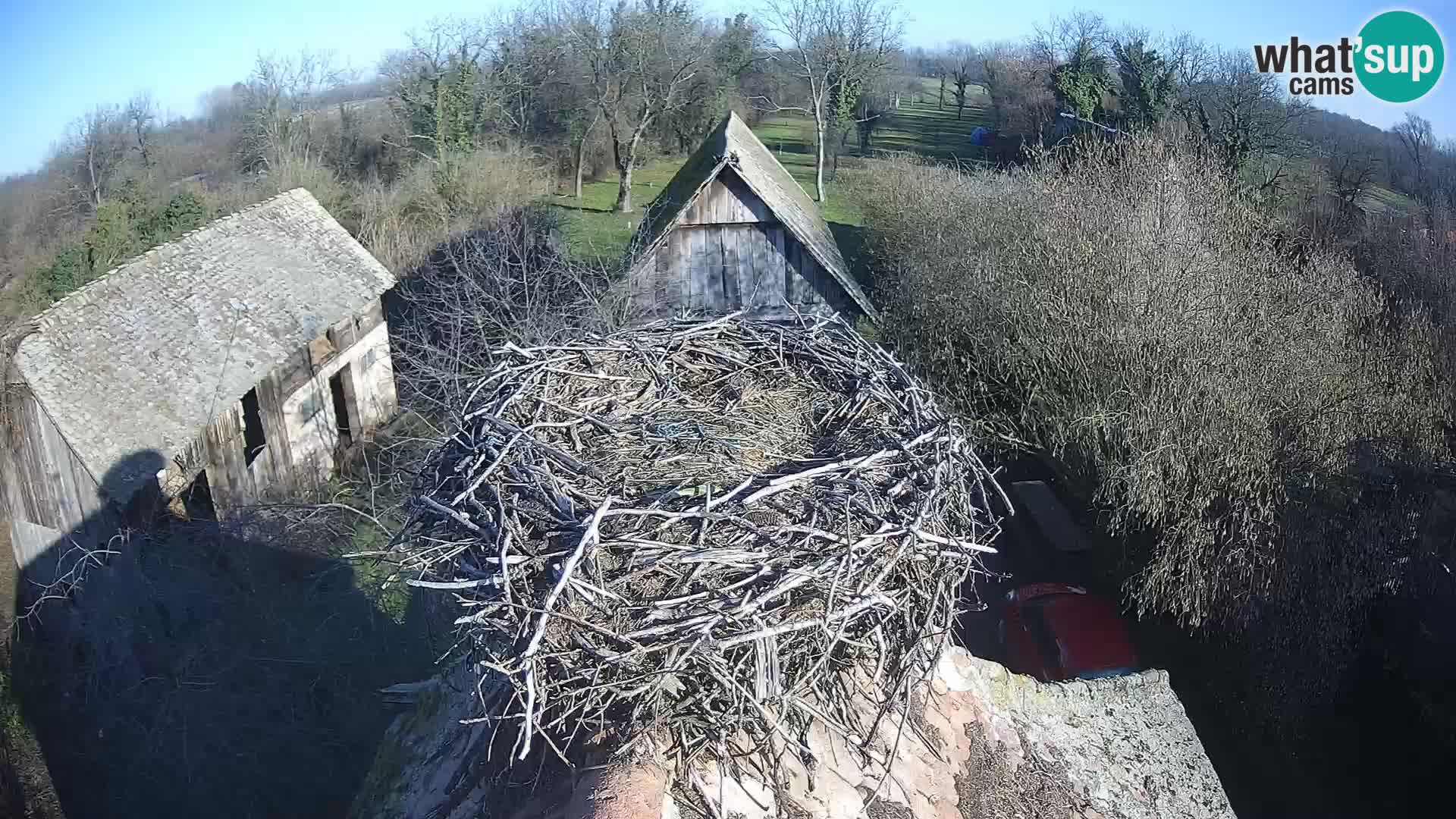 Pueblo europeo de cigüeñas camera en vivo Parque Natural Lonjsko polje