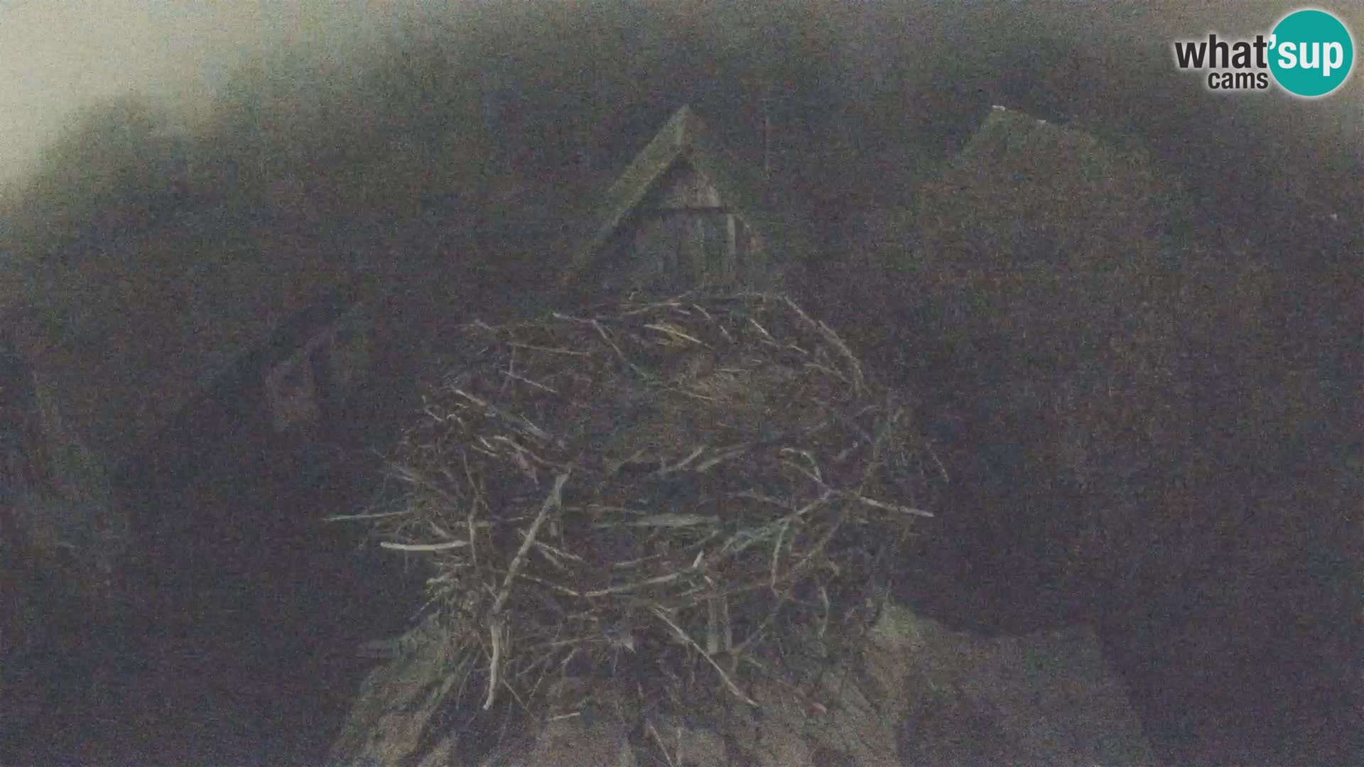 Evropska vas štorklje – Krajinski park Lonjsko polje spletna kamera