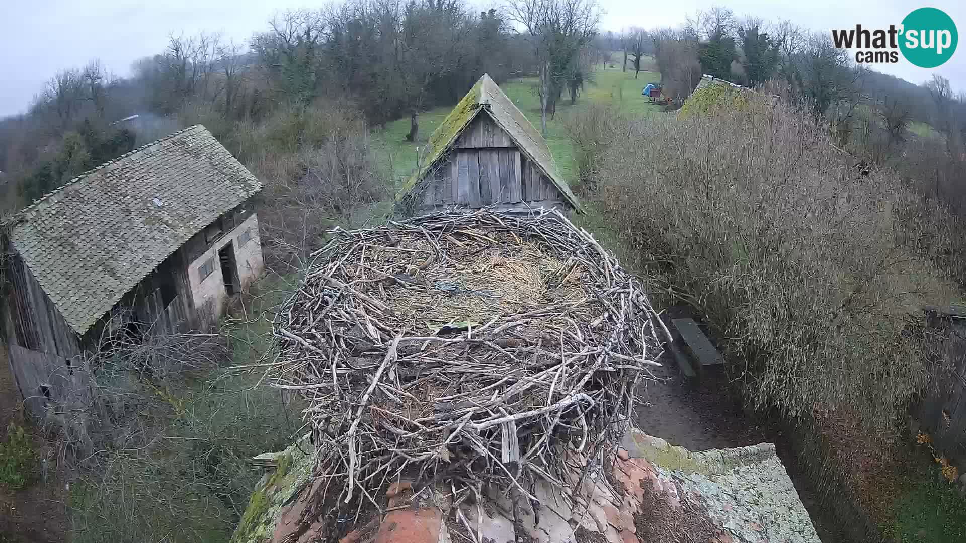 Villaggio delle cicogne europee webcam Parco naturale di Lonjsko polje