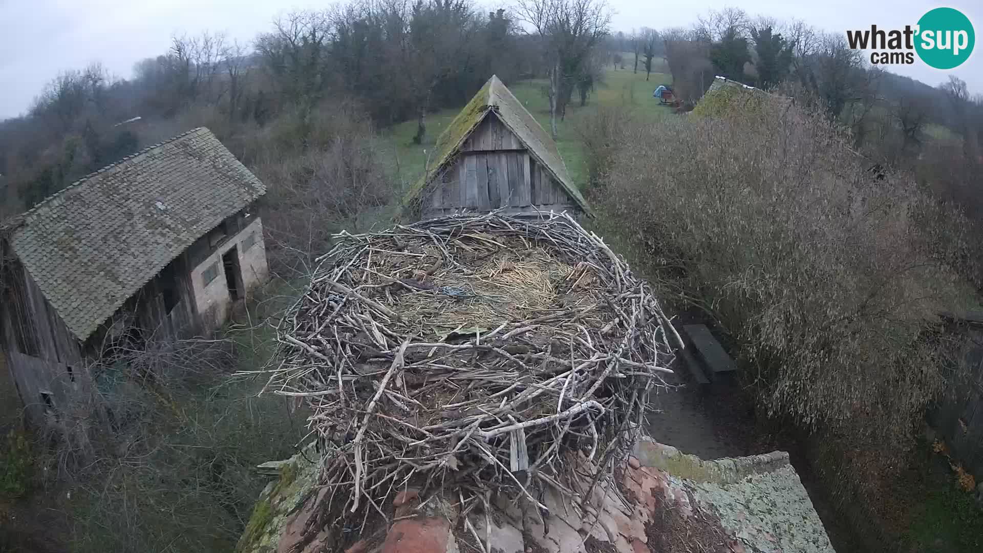 Village européen de cigognes webcam Parc naturel de Lonjsko polje