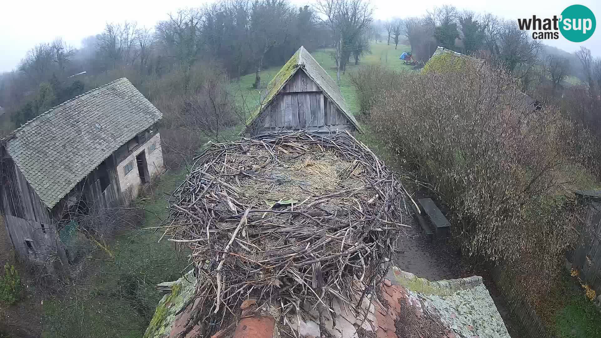 Evropska vas štorklje – Krajinski park Lonjsko polje spletna kamera