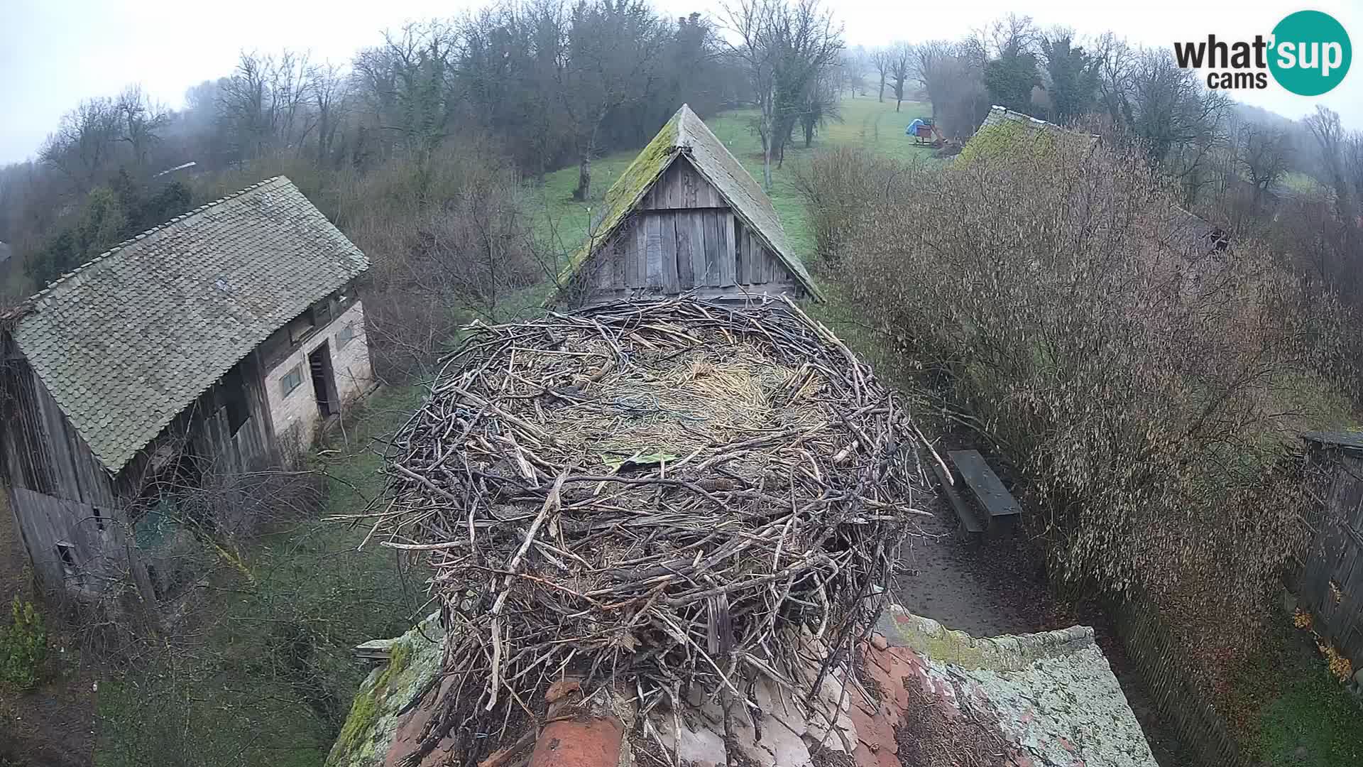 Evropska vas štorklje – Krajinski park Lonjsko polje spletna kamera