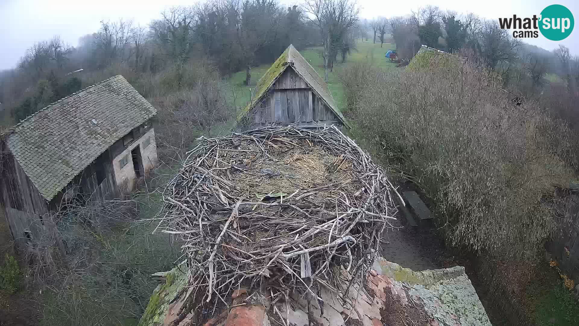 Pueblo europeo de cigüeñas camera en vivo Parque Natural Lonjsko polje