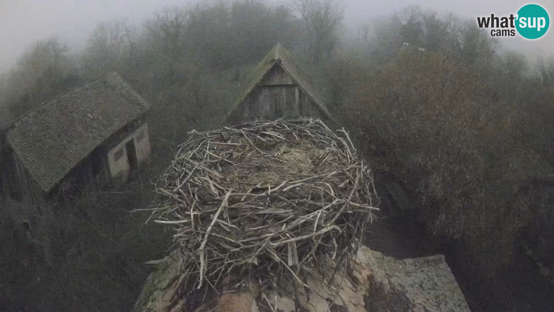 Live webcam European stork village – Lonjsko polje Nature Park