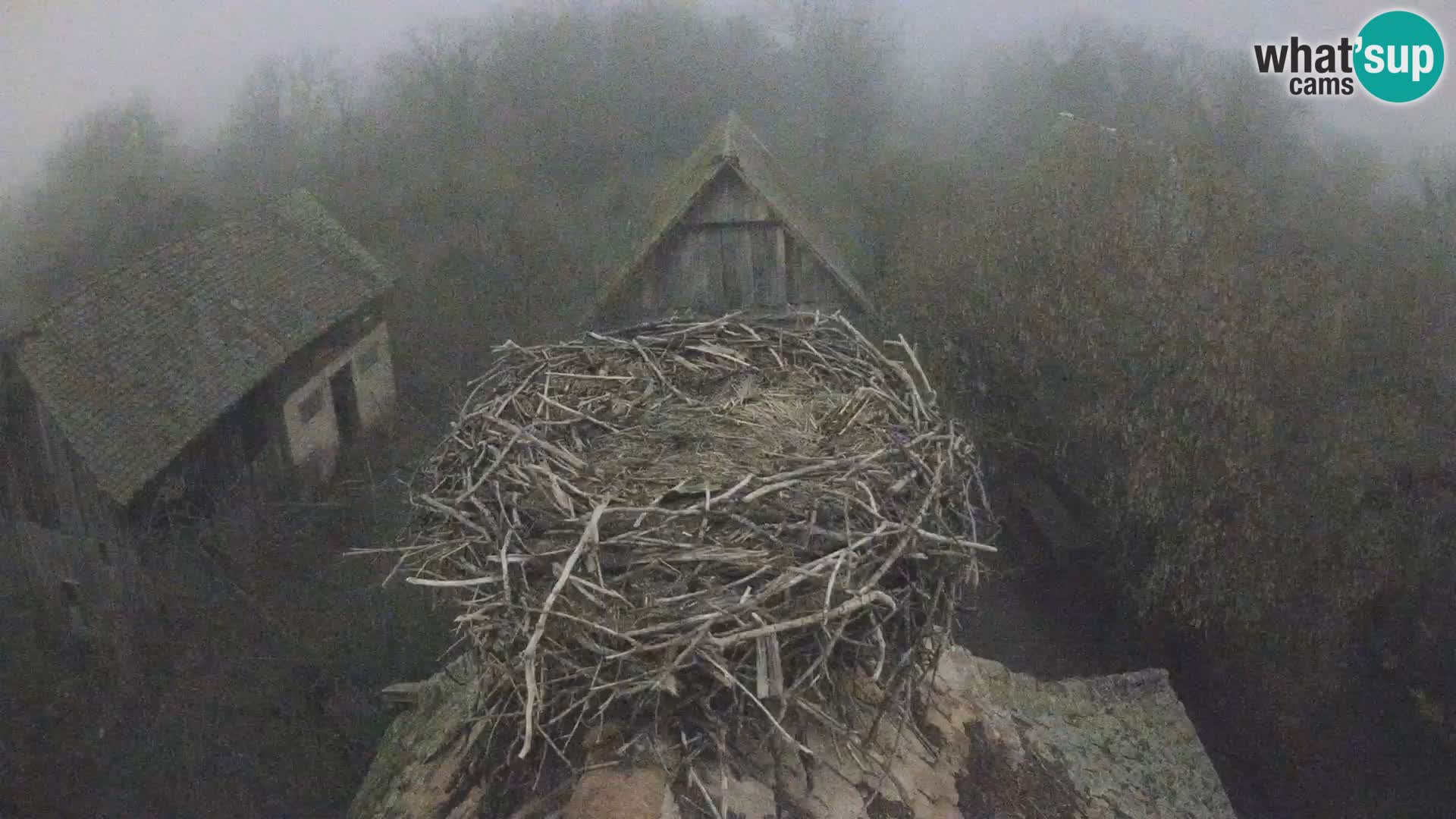 Live webcam European stork village – Lonjsko polje Nature Park