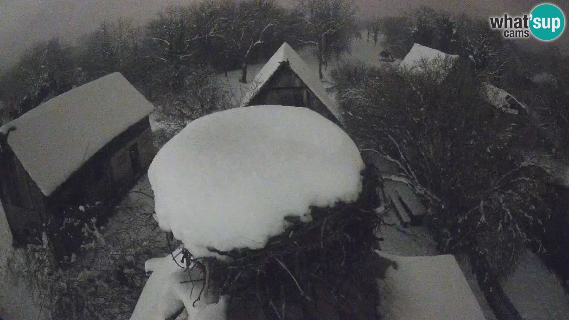 Villaggio delle cicogne europee webcam Parco naturale di Lonjsko polje