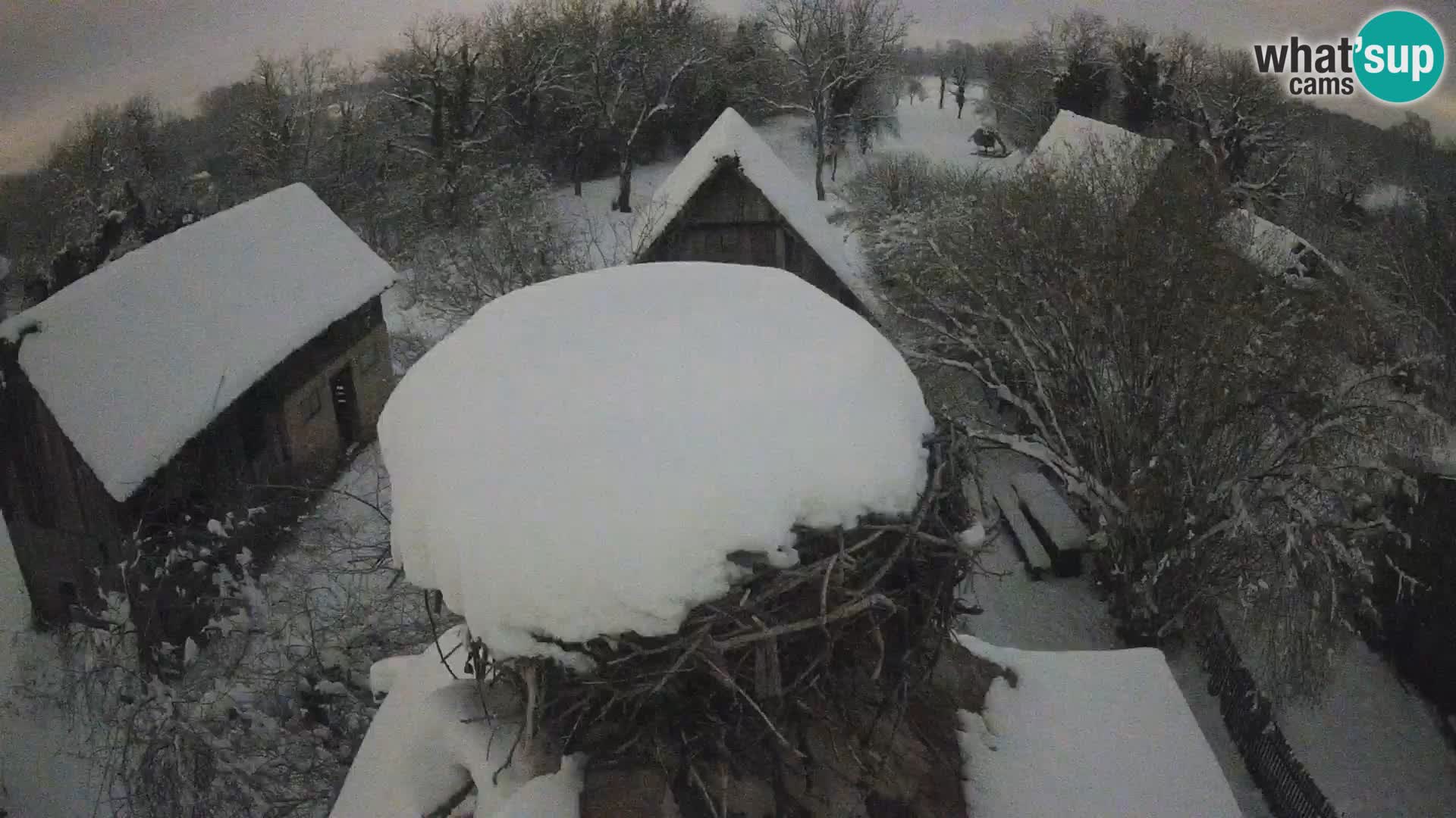 Evropska vas štorklje – Krajinski park Lonjsko polje spletna kamera