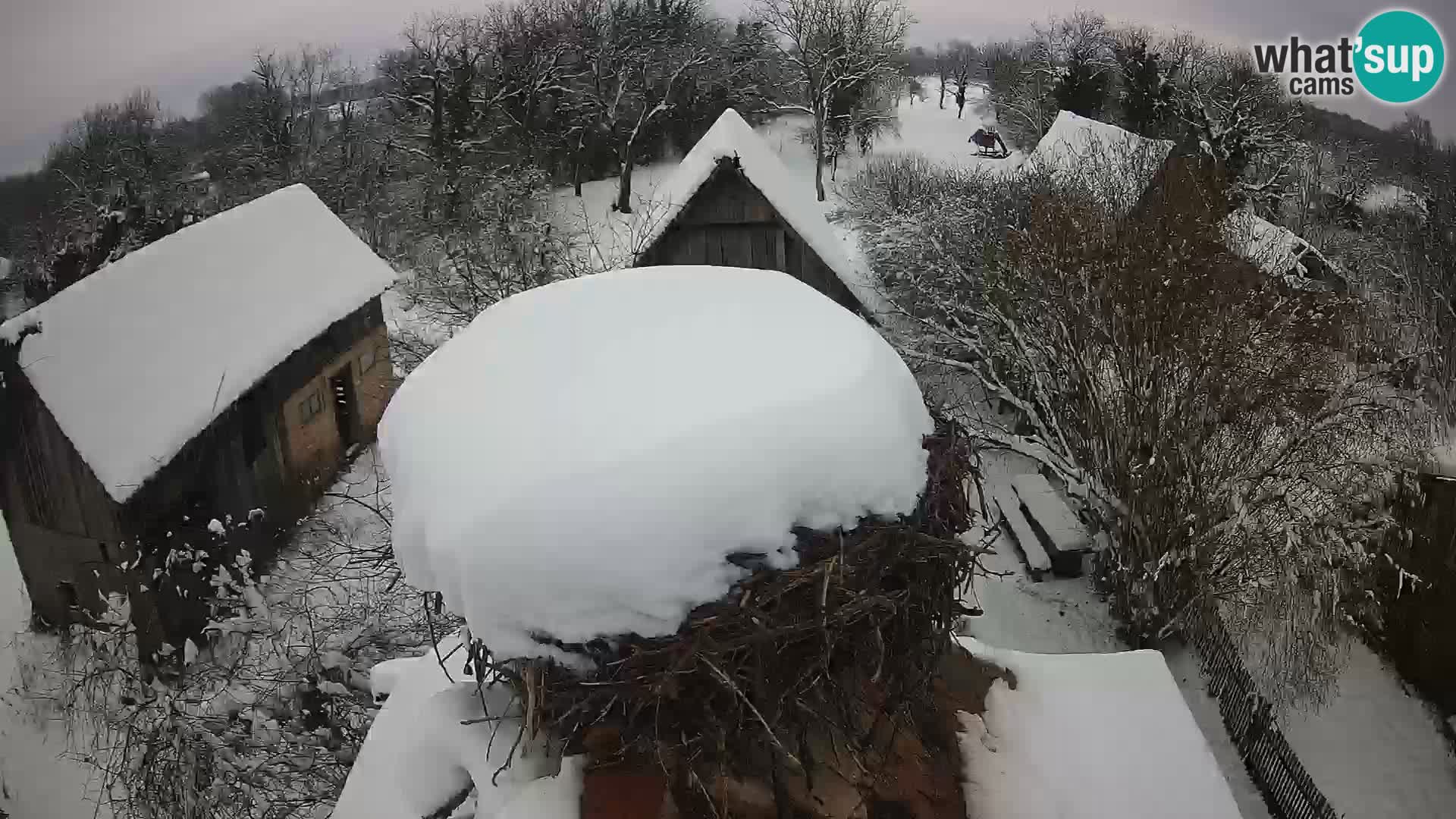 Webcam Europäisches Storchendorf – Naturpark Lonjsko polje