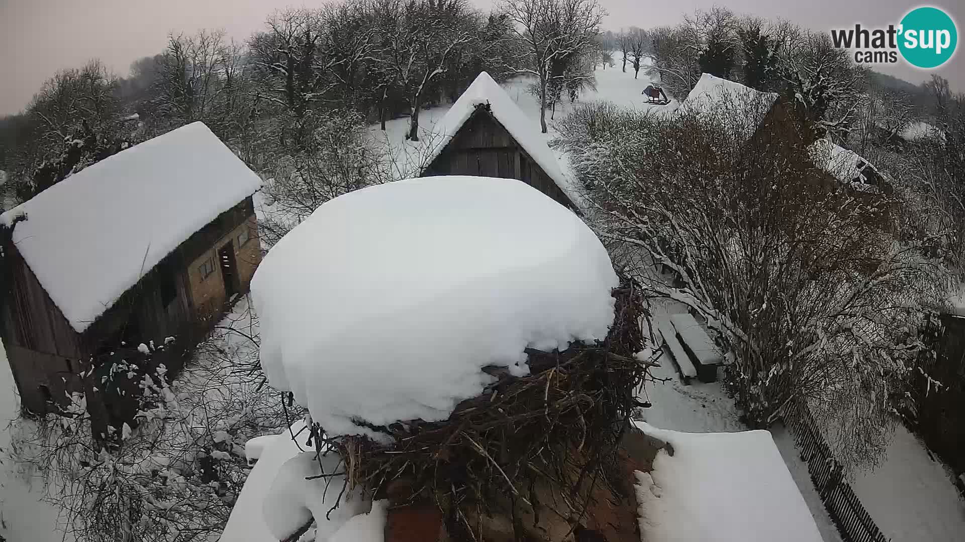 Evropska vas štorklje – Krajinski park Lonjsko polje spletna kamera