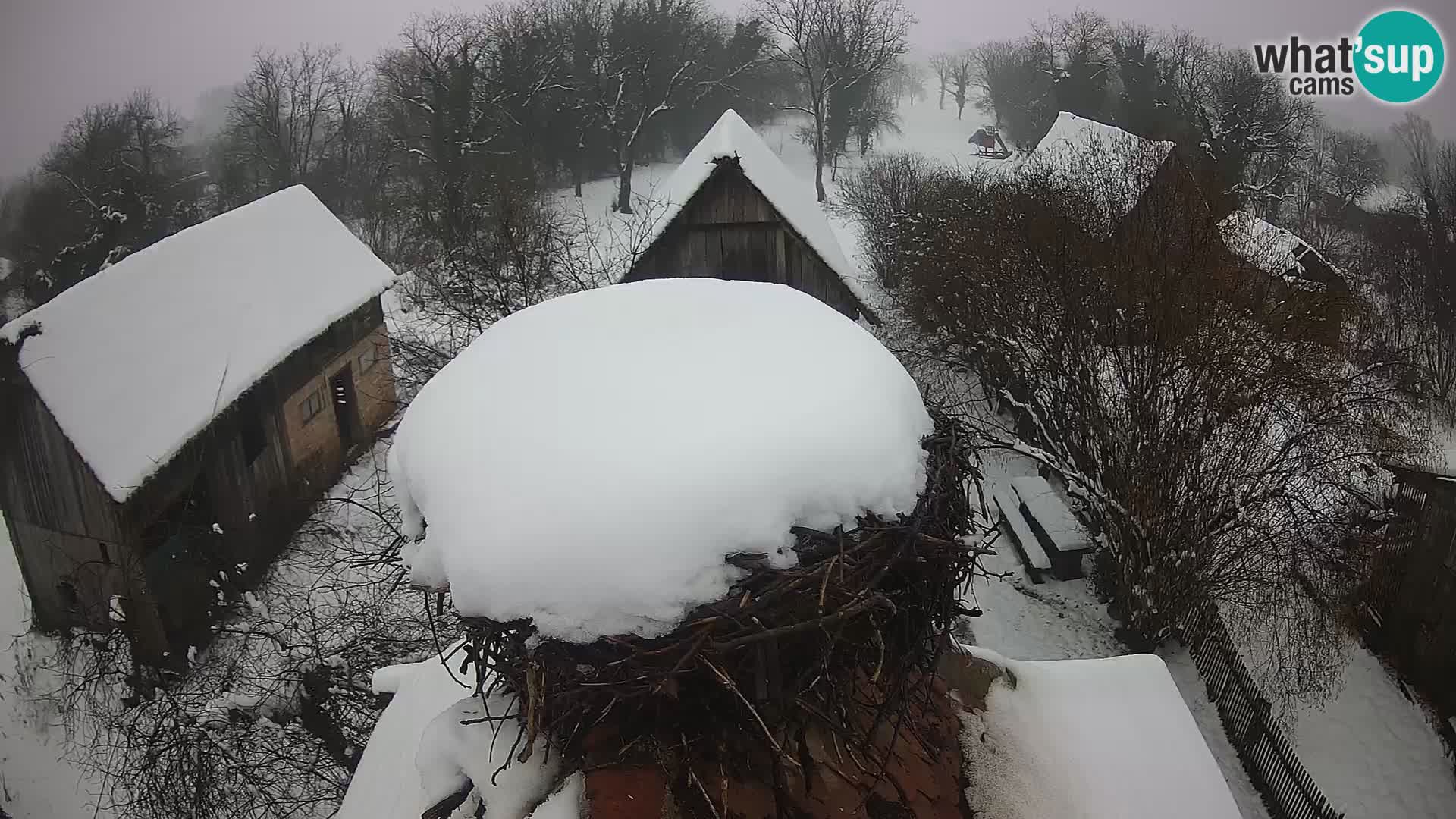 Villaggio delle cicogne europee webcam Parco naturale di Lonjsko polje