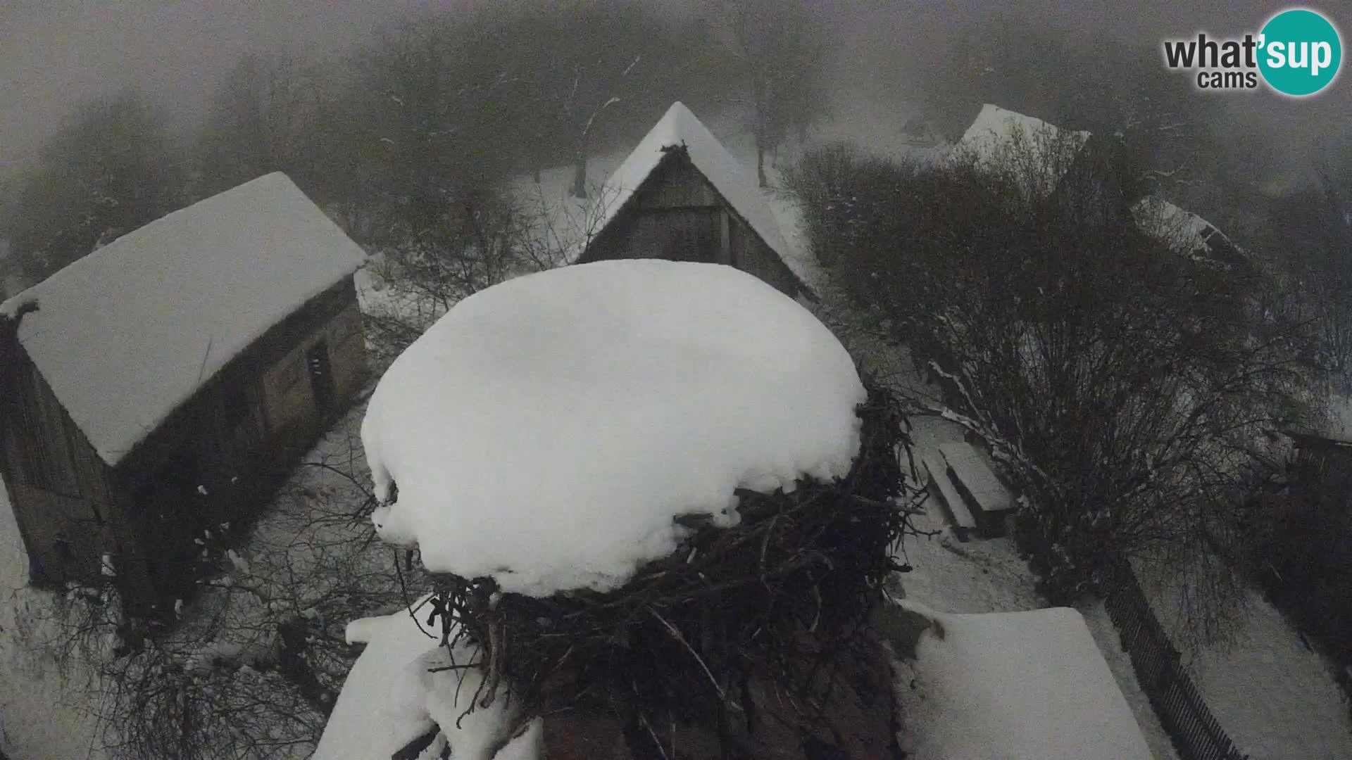 Villaggio delle cicogne europee webcam Parco naturale di Lonjsko polje