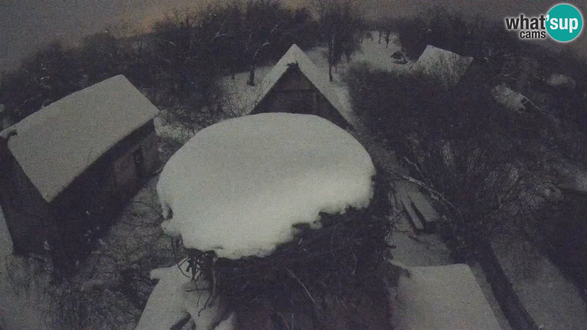 Village européen de cigognes webcam Parc naturel de Lonjsko polje