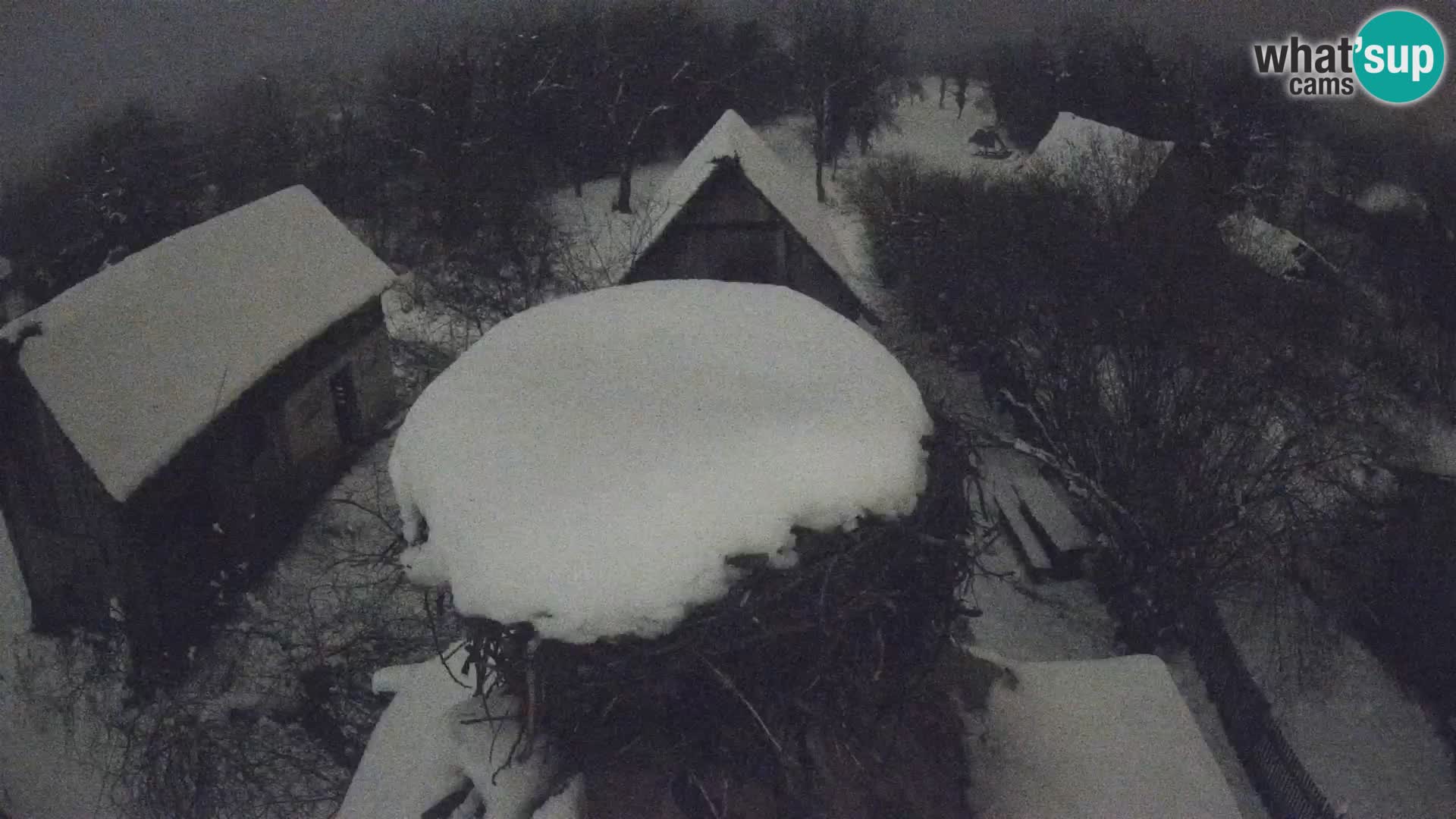 Pueblo europeo de cigüeñas camera en vivo Parque Natural Lonjsko polje