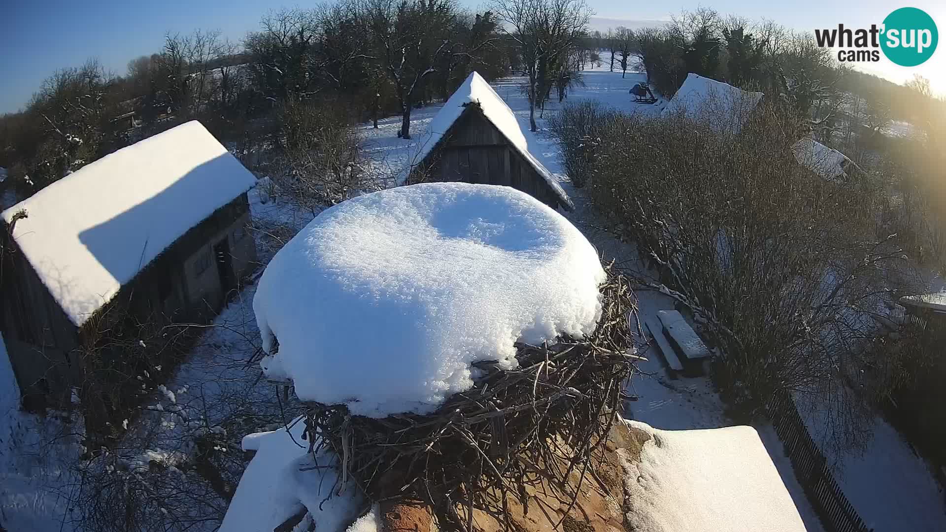 Webcam Europäisches Storchendorf – Naturpark Lonjsko polje