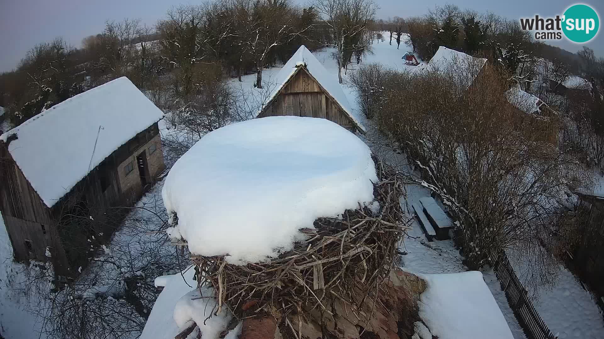 Village européen de cigognes webcam Parc naturel de Lonjsko polje