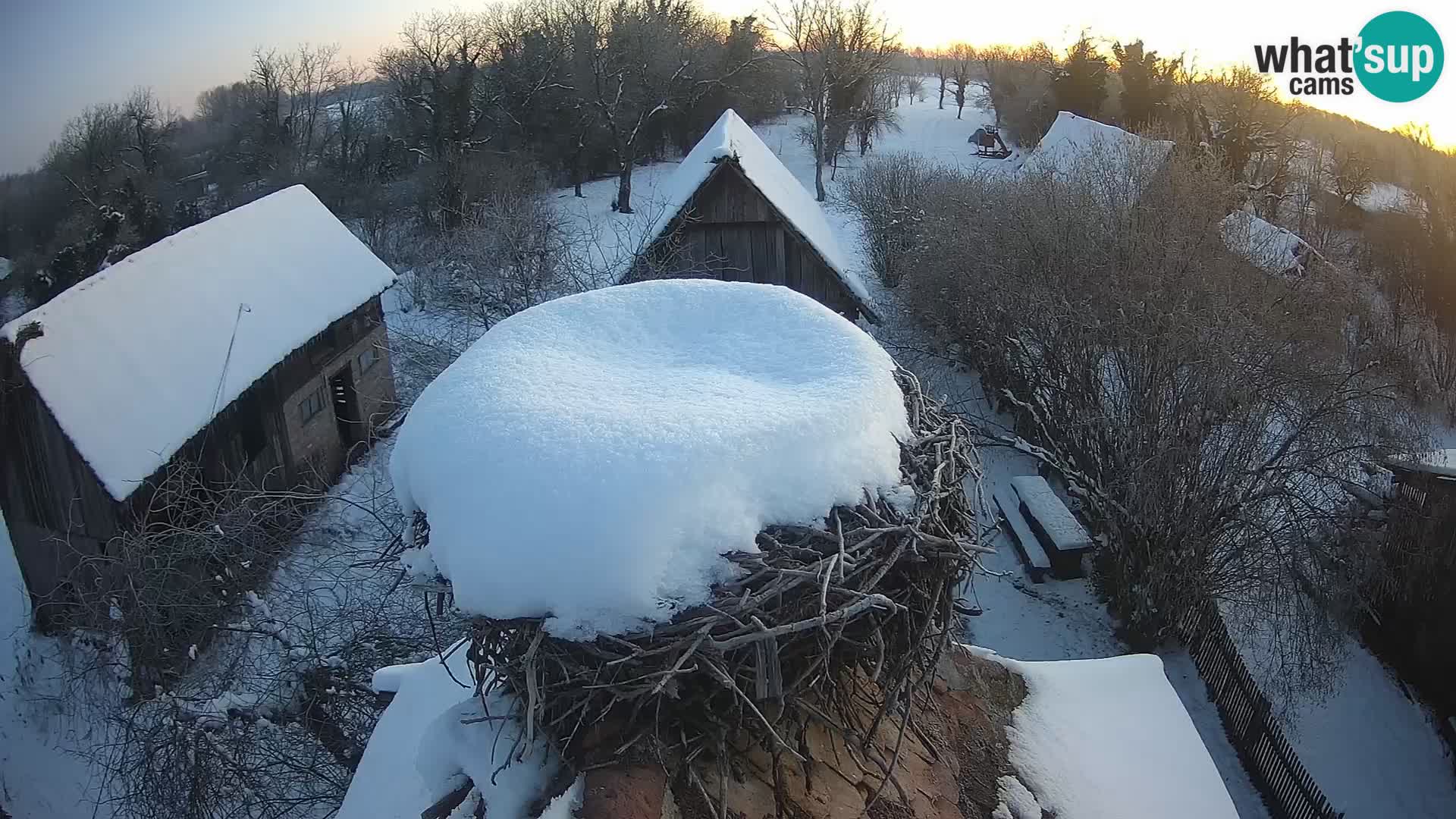 Villaggio delle cicogne europee webcam Parco naturale di Lonjsko polje