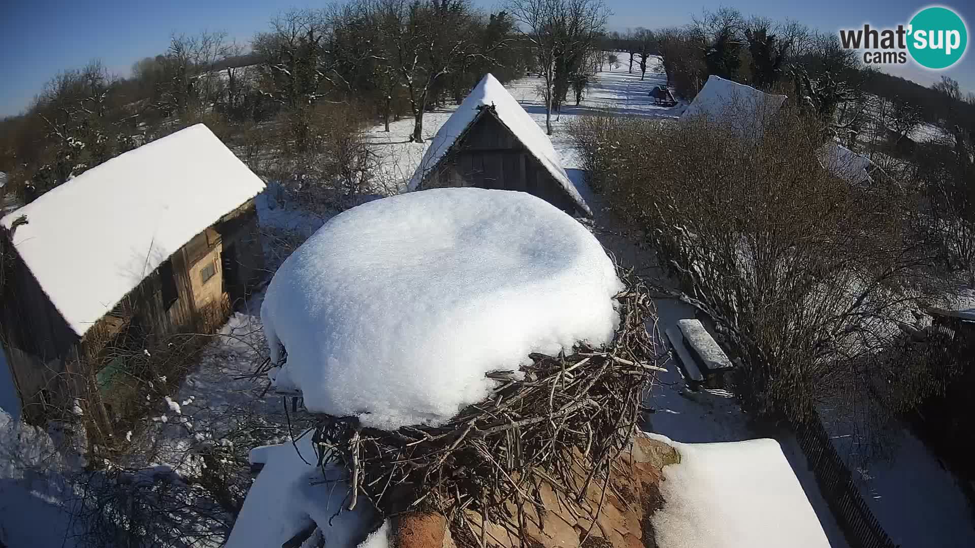 Webcam Europäisches Storchendorf – Naturpark Lonjsko polje