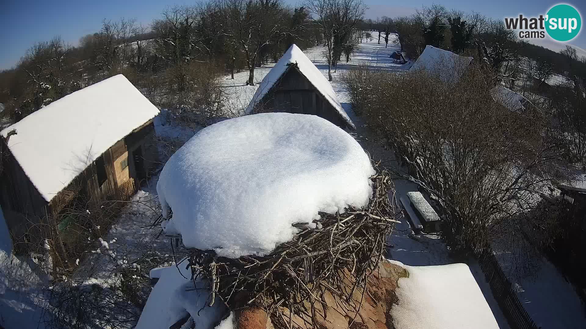 Evropska vas štorklje – Krajinski park Lonjsko polje spletna kamera