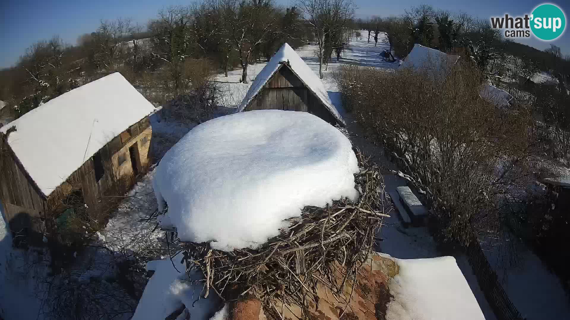 Evropska vas štorklje – Krajinski park Lonjsko polje spletna kamera
