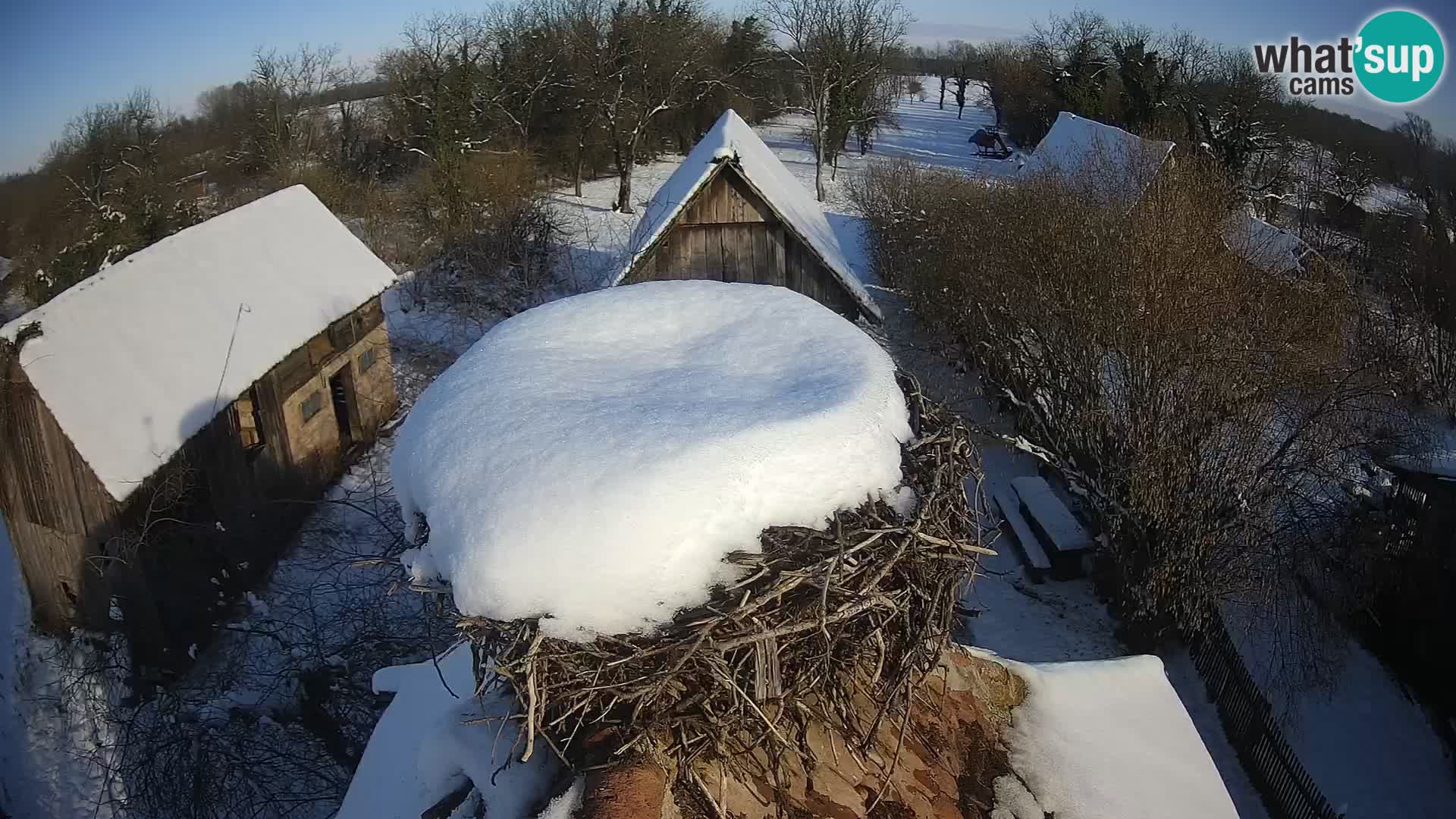Live webcam European stork village – Lonjsko polje Nature Park
