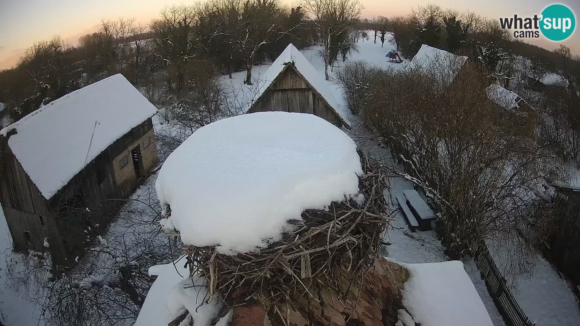 Villaggio delle cicogne europee webcam Parco naturale di Lonjsko polje