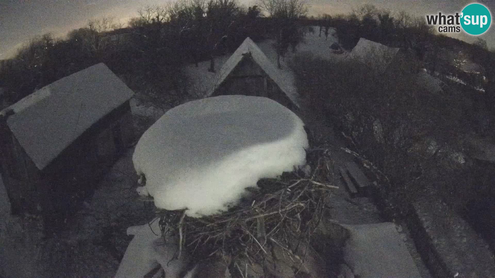 Webcam Europäisches Storchendorf – Naturpark Lonjsko polje