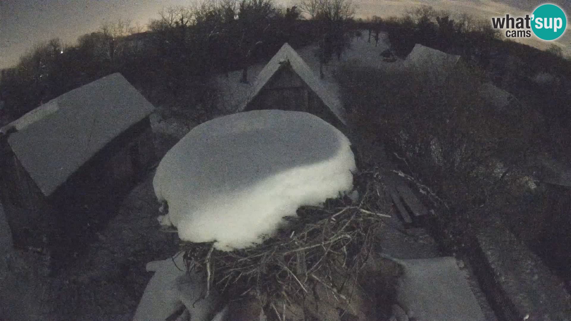 Pueblo europeo de cigüeñas camera en vivo Parque Natural Lonjsko polje