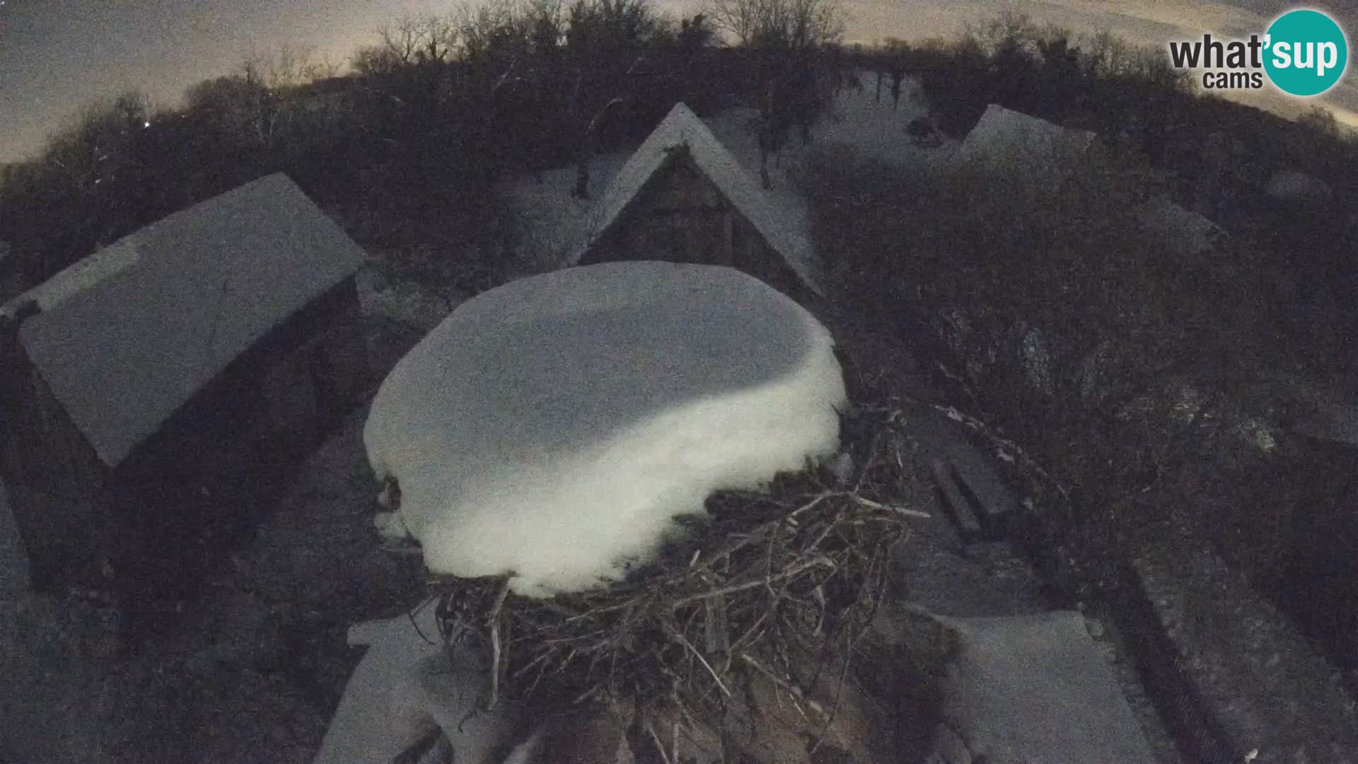 Pueblo europeo de cigüeñas camera en vivo Parque Natural Lonjsko polje