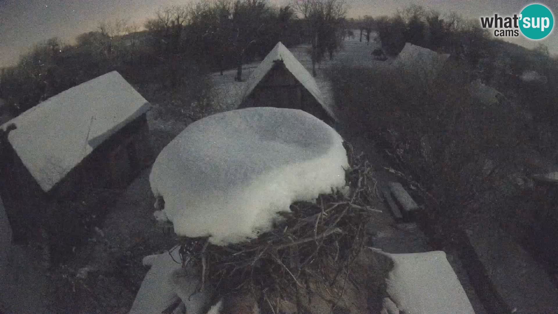 Villaggio delle cicogne europee webcam Parco naturale di Lonjsko polje