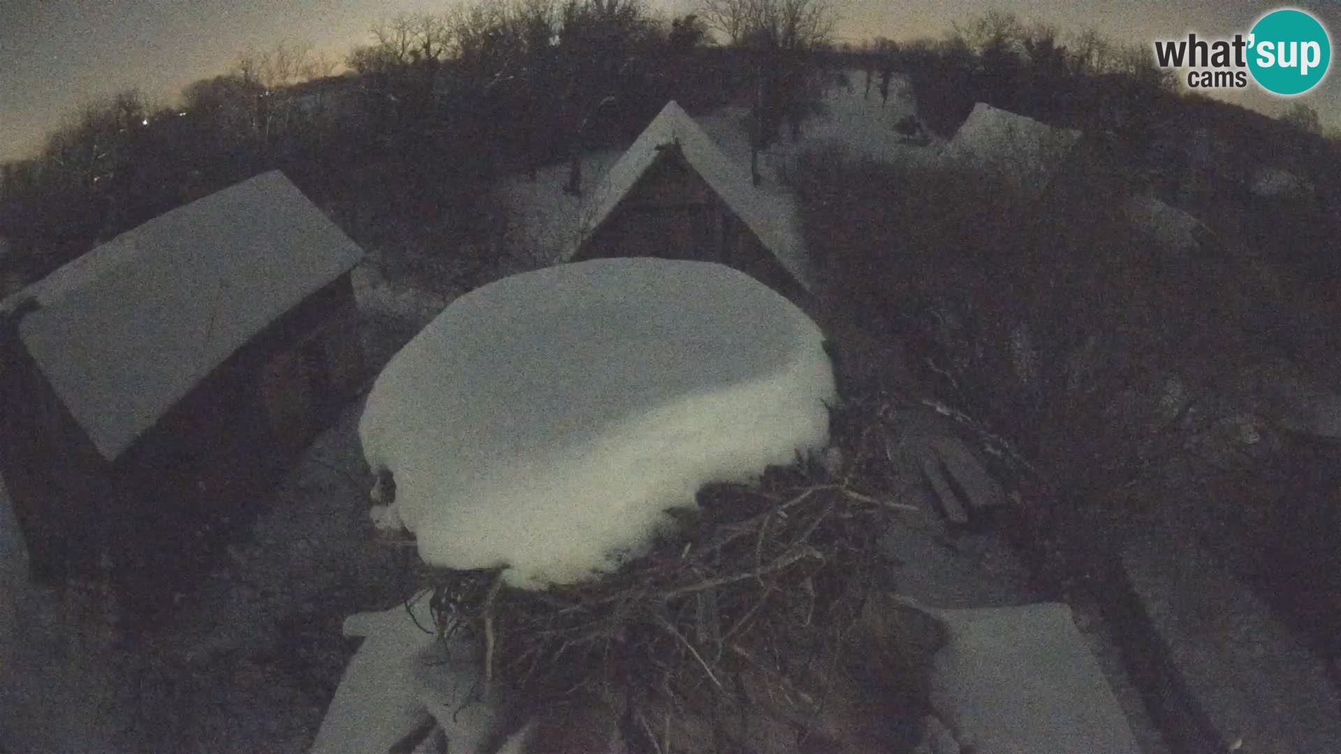 Villaggio delle cicogne europee webcam Parco naturale di Lonjsko polje