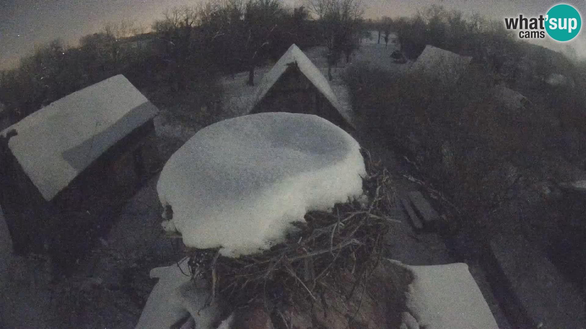 Webcam Europäisches Storchendorf – Naturpark Lonjsko polje