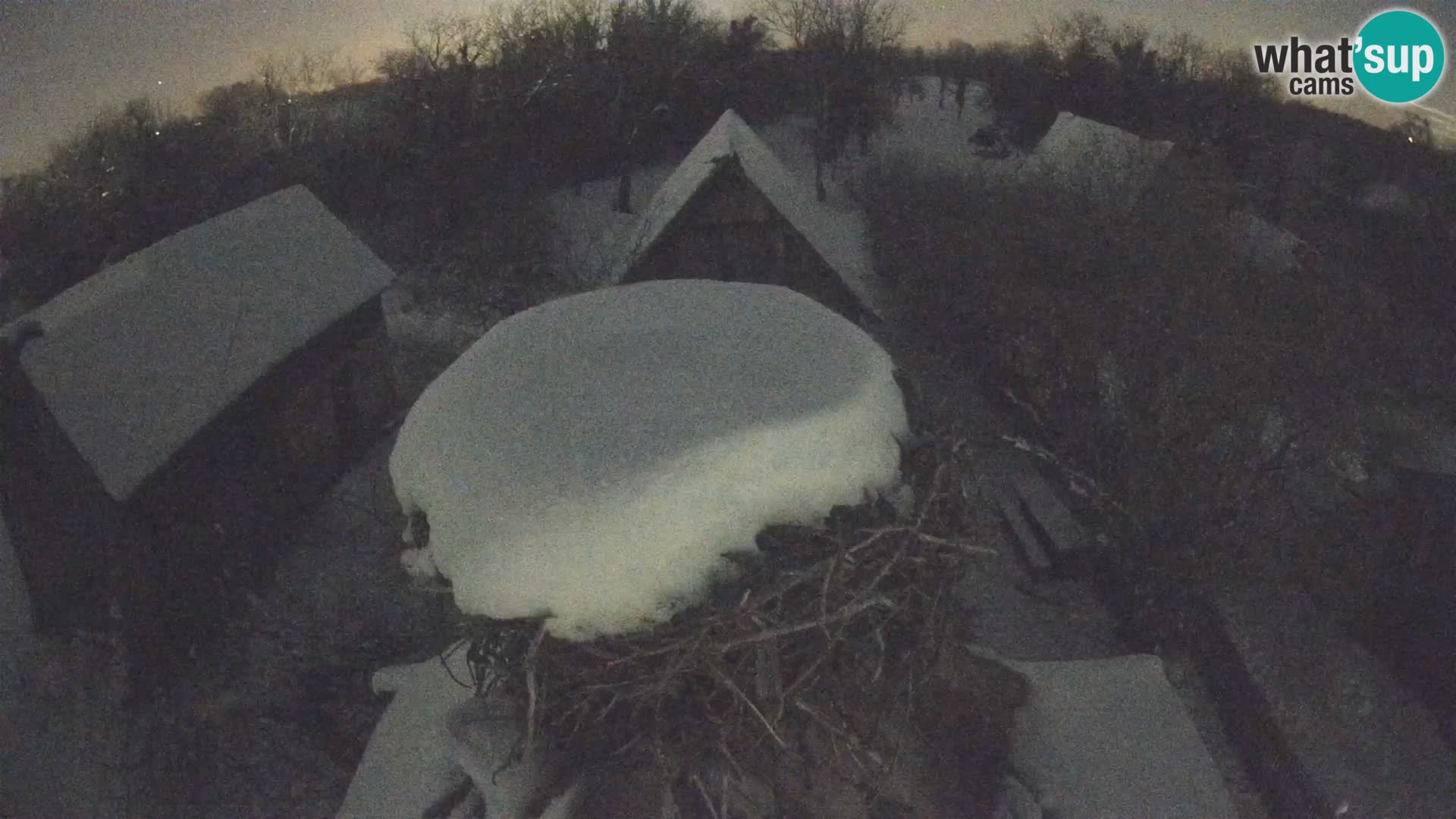 Villaggio delle cicogne europee webcam Parco naturale di Lonjsko polje