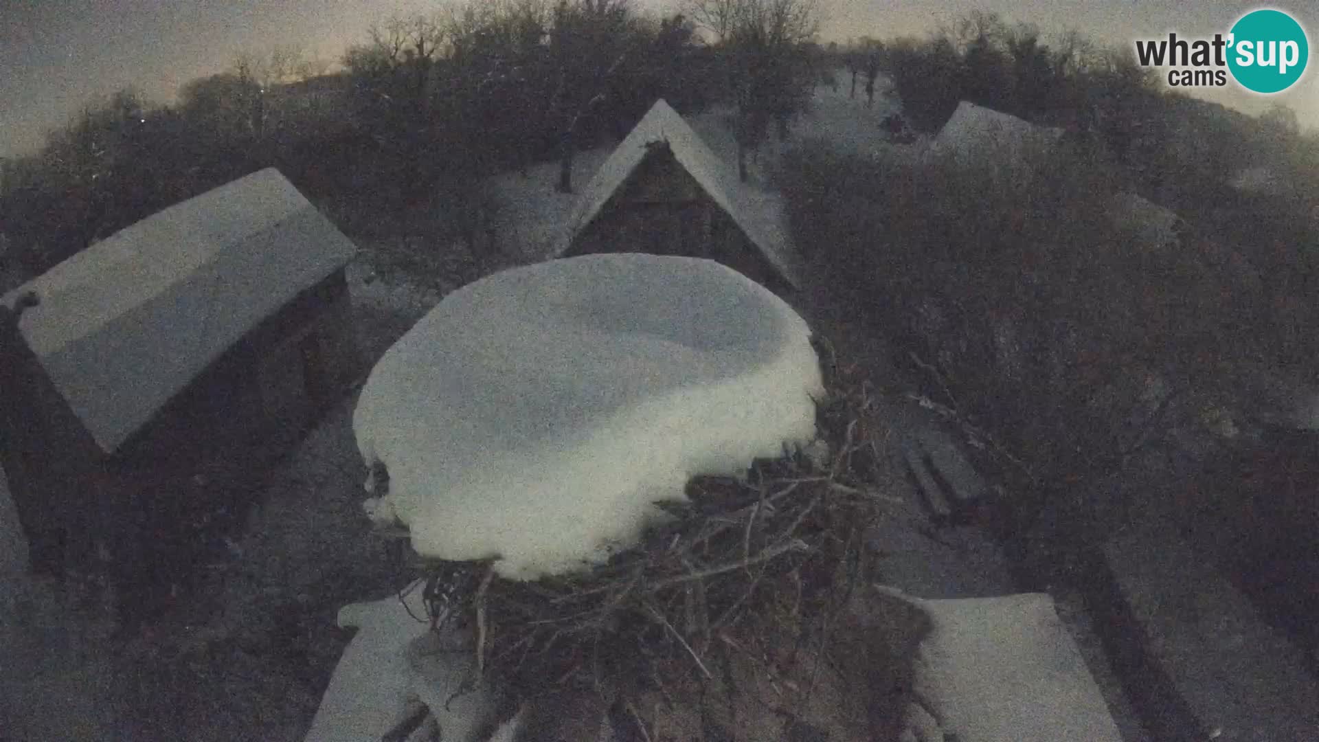 Villaggio delle cicogne europee webcam Parco naturale di Lonjsko polje