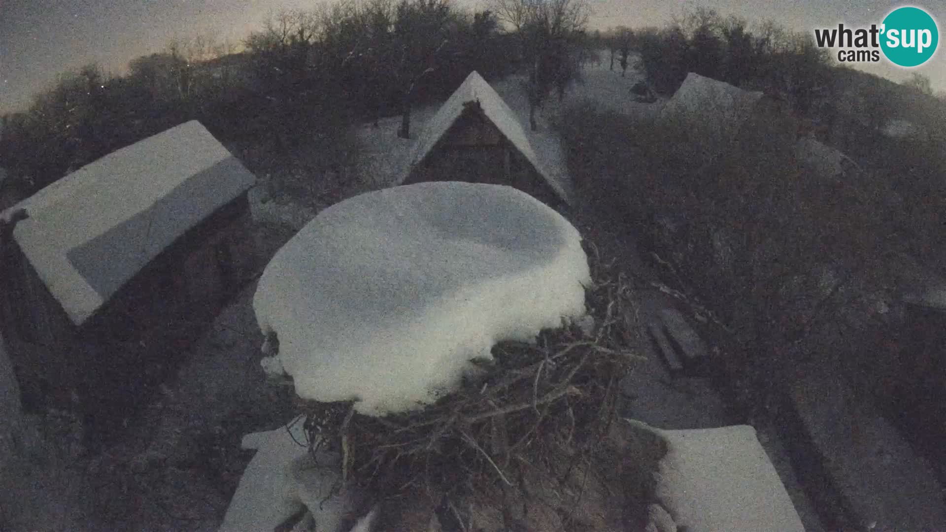 Village européen de cigognes webcam Parc naturel de Lonjsko polje