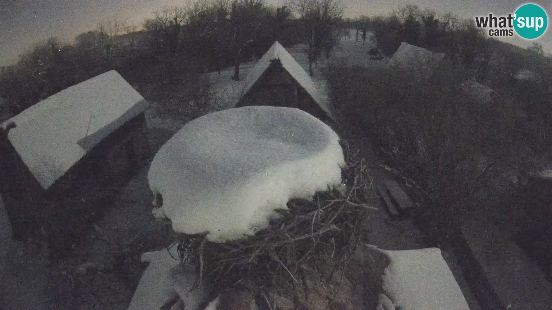 Village européen de cigognes webcam Parc naturel de Lonjsko polje