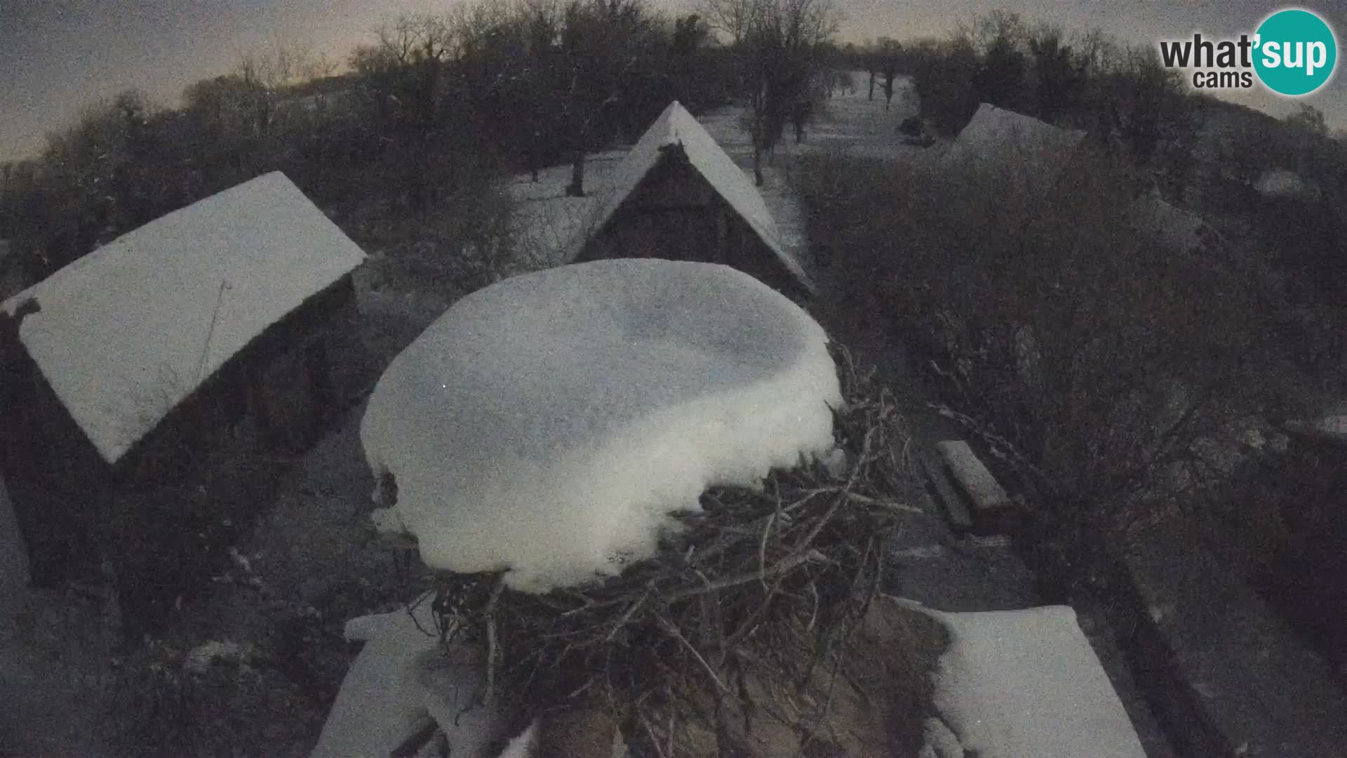 Evropska vas štorklje – Krajinski park Lonjsko polje spletna kamera