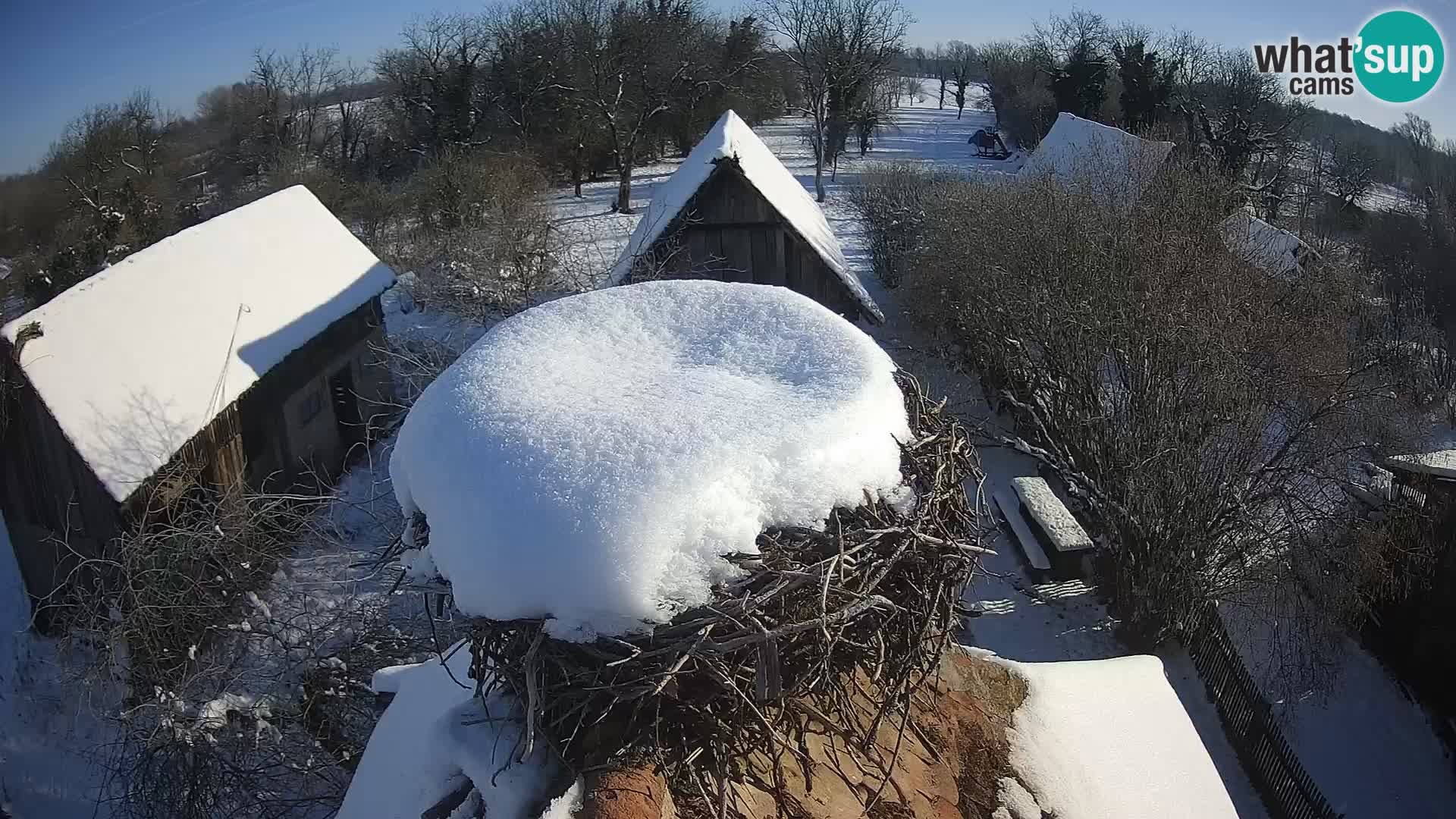 Villaggio delle cicogne europee webcam Parco naturale di Lonjsko polje